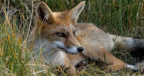 Red fox vixen (vulpes vulpes) looking around - wildlife - HD stock video Stock Footage 94144232