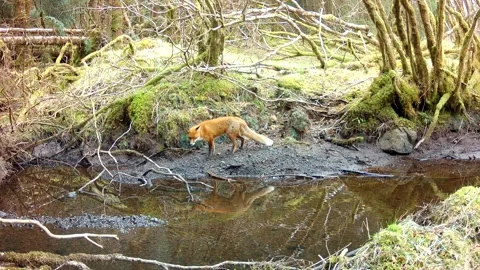 Red Fox Vixen Walking Along Burn Followed by Male Fox, Trail Camera Wildlife 스톡 동영상 334036368