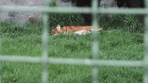 Red fox Vulpes lying on the green grass Stock Footage 109274958