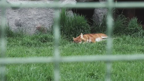 Red fox Vulpes lying on the green grass Stock Footage 109274985