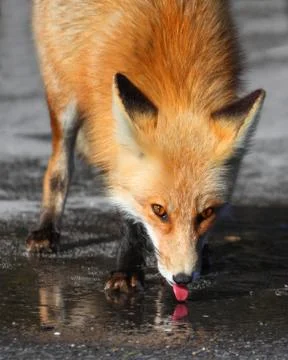 Red fox (vulpes) Stock Photos