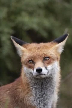Red fox Vulpes vulpes adult animal head portrait Surrey England United Kingdom Stock Photos