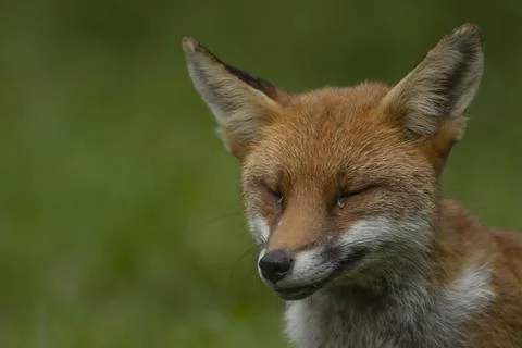 Red fox Vulpes vulpes adult animal sleeping England United Kingdom Europe Stock Photos