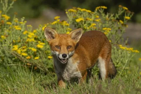 Red fox Vulpes vulpes adult animal standing amongst summer wildflowers in Stock Photos