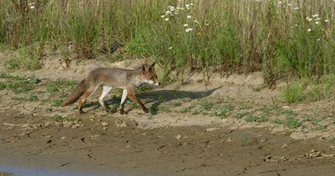 Red fox (vulpes vulpes) after drinking at the waterhole - wildlife Stock Footage 81827793