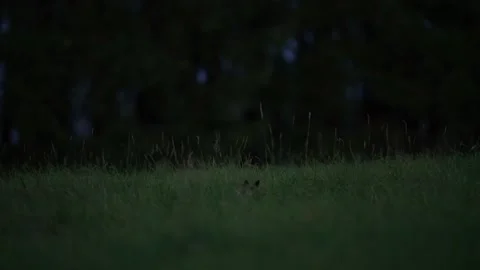Red Fox, Vulpes vulpes, beautiful animal on grassy meadow, in the nature habitat Stock Footage 164301003