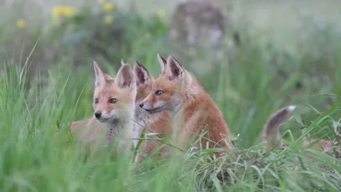 Red fox Vulpes vulpes on a beautiful background Video stock 201478913