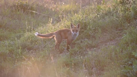 Red fox Vulpes vulpes on a beautiful background Stock-Footage 230184256