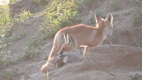 Red fox Vulpes vulpes on a beautiful background Stock-Footage 235068618