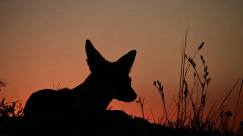Red fox Vulpes vulpes on a beautiful background Stock Footage 236505511