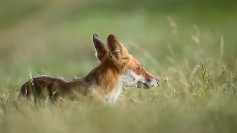 Red fox Vulpes vulpes on a blue sky background Stock-Footage 245665795