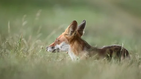 Red fox Vulpes vulpes on a blue sky background Stock-Footage 254608003