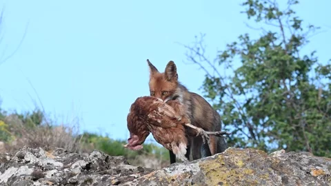 Red Fox Vulpes vulpes with a Captured Chicken in its teeth Stock Footage 317314475