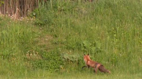 Red Fox (Vulpes vulpes) climbing small hill with grass Stock Footage 43560942