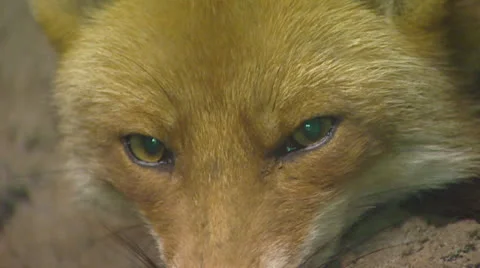 Red fox (vulpes vulpes) close up head - on camera Stock-Footage 22958831