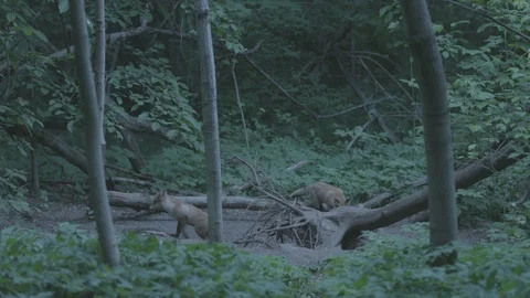 Red Fox (Vulpes vulpes) comes out of the hole. Young foxes play. Stock Footage 104684045