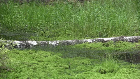 A Red Fox, Vulpes vulpes crosses a log in green moss. Stock Footage 193689392