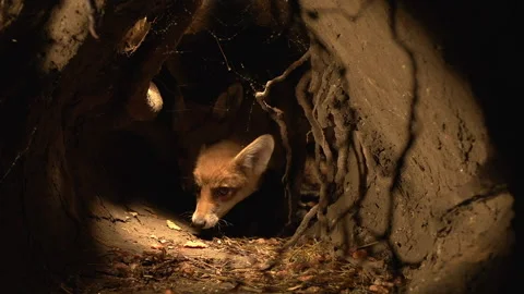 Red Fox, vulpes vulpes, Cub standing in Den, Normandy in France, Real Time Stock Footage 234764881