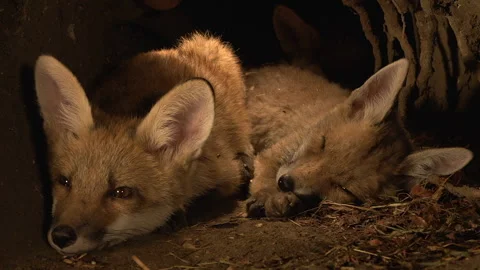 Red Fox, vulpes vulpes, Cub standing in Den, Normandy in France, Real Time Stock Footage 234765125