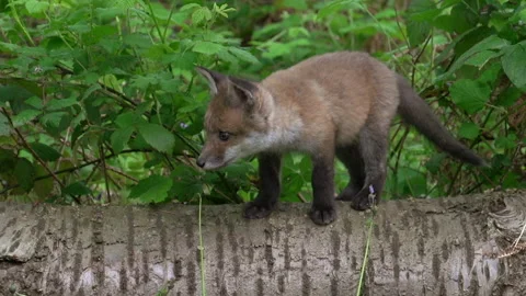 Red Fox, vulpes vulpes, Cub walking on a Tree Trunk in the Forest, Normandy in Video stock 234769080