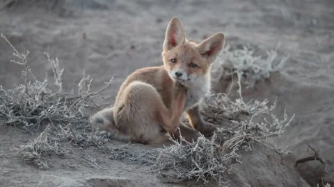 Red fox (Vulpes vulpes) cub scratching itself and playing with a beetle 库存影片 336922082
