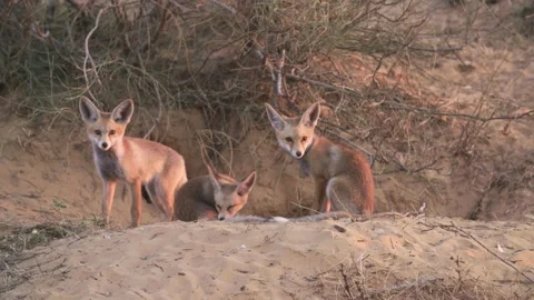 Red Fox (Vulpes vulpes), cubs near their den , Negev Desert, Israel Video stock 142643725