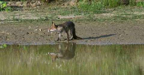 Red fox (vulpes vulpes) drinking at the waterhole - wildlife Stock Footage 81827801