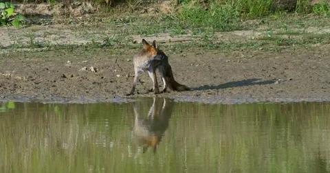 Red fox (vulpes vulpes) drinking at the waterhole - wildlife Stock Footage 81827809