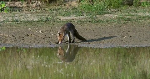 Red fox (vulpes vulpes) drinking at the waterhole - wildlife Stock Footage 81827811