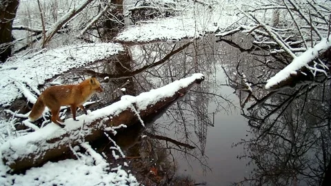 Red fox Vulpes vulpes in early spring Stock Footage 237686208