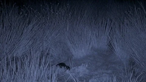 Red fox Vulpes vulpes eating dead lamb Stock Footage 87054400