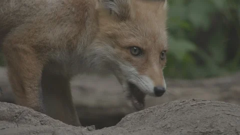 Red Fox (Vulpes vulpes) eating. Stock Footage 104681004