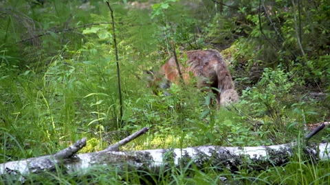 Red fox, Vulpes vulpes, eats a hunted mouse in the forest. Video stock 262428739