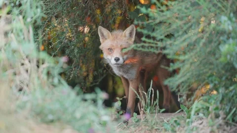 Red Fox (Vulpes vulpes) emerges from undergrowth, Warwickshire Video stock 343385552