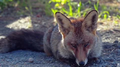 Red fox Vulpes vulpes falling asleep in natural habitat of Monfrague Nationa Stock Footage 337110627