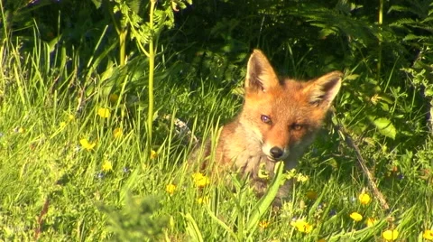 Red Fox (Vulpes vulpes) 動画素材 47208577