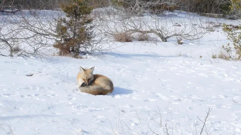 Red Fox Vulpes Vulpes Stock Footage 100023414