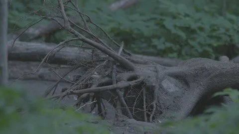 Red Fox (Vulpes vulpes) . Stock-Footage 104685197