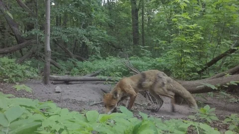 Red Fox (Vulpes vulpes) Stock Footage 125477187