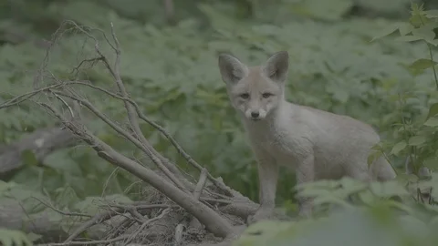 Red Fox (Vulpes vulpes) Stock Footage 125478604