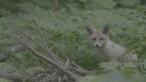 Red Fox (Vulpes vulpes) Stock Footage 125479004