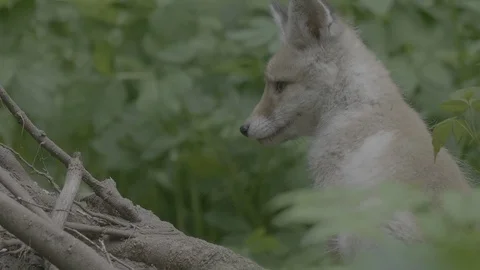 Red Fox (Vulpes vulpes) Stock Footage 125482745