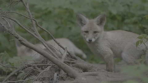 Red Fox (Vulpes vulpes) Stock Footage 125483004