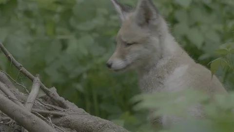 Red Fox (Vulpes vulpes) Stock Footage 125483594