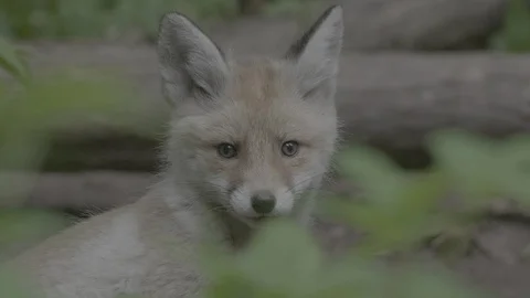 Red Fox (Vulpes vulpes) Stock Footage 125488839