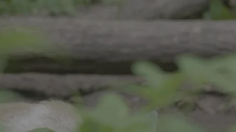 Red Fox (Vulpes vulpes) Stock Footage 125490598