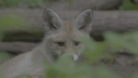 Red Fox (Vulpes vulpes) Stock Footage 125490955