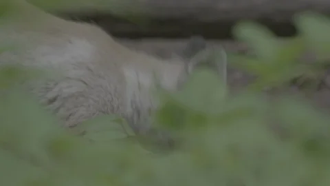 Red Fox (Vulpes vulpes) Stock Footage 125492299