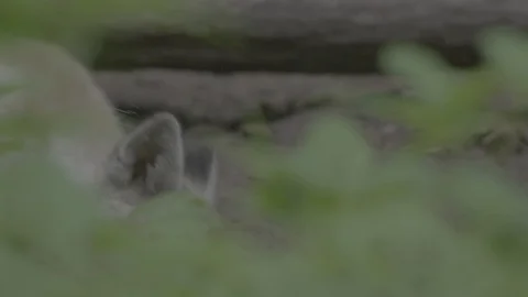 Red Fox (Vulpes vulpes) Stock Footage 125493035