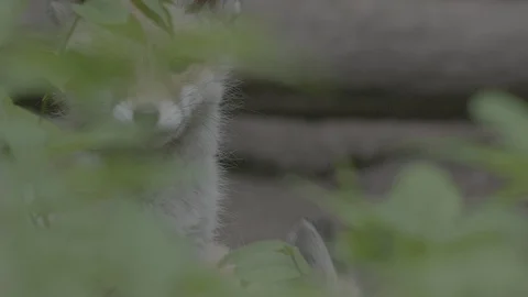 Red Fox (Vulpes vulpes) Stock Footage 125494195